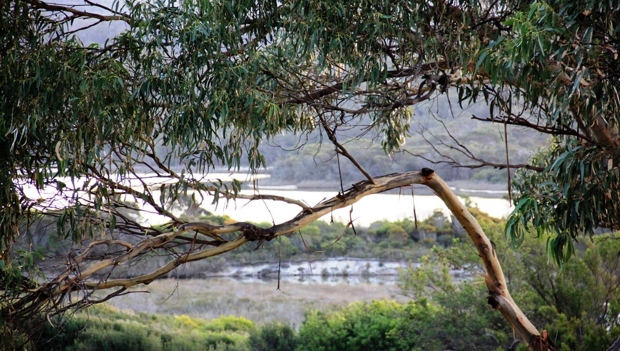 Kingfisher Cottage Beachfront At The Binalong Bay Esterno foto